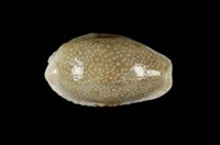 藏品(腰斑寶螺)的圖片